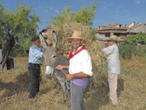 Cargando la burra para ir a la era.