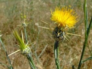 centaurea solstitialis2