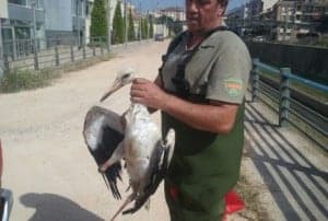 imagenes_ciguena2_2fddc24c