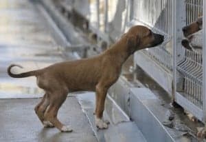 DPH_CentroRecogidaAnimales_1_P. OTIN
