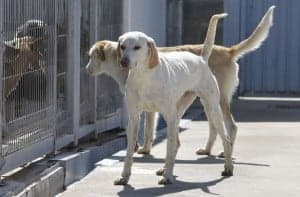 DPH_CentroRecogidaAnimales_6_P. OTIN