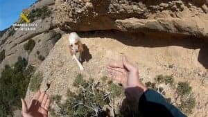 Rescate_Perros_Caza_3