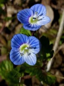 veronica persica