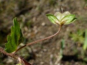 veronica persica2