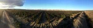 Eucalyptus, Tauste, Forestalia