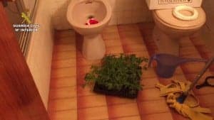Marihuana_Indoor_Jaca.Imagen fija004