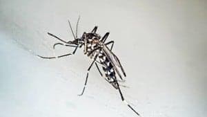 RondaHuesca_MosquitoTigre.