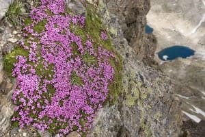 silene-acaulis-9885