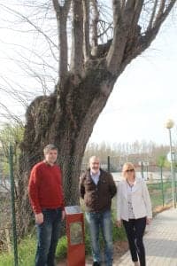 Acacia de la calle Carrodilla