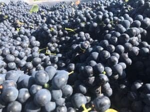 DO SOMONTANO Vendimia 2017 (1)