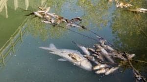 Ecologistas en Acción. Peces muertos Cinca_RondaSomontano. 