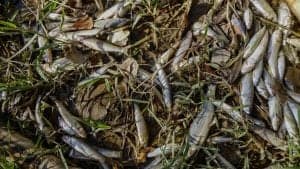 Peces muertos en el Cinca_RondaSomontano.