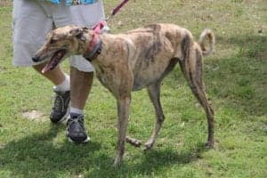 "James River Greyhounds 2019" by Eli Christman (CC BY 2.0)