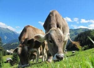 vacas carne ecológica