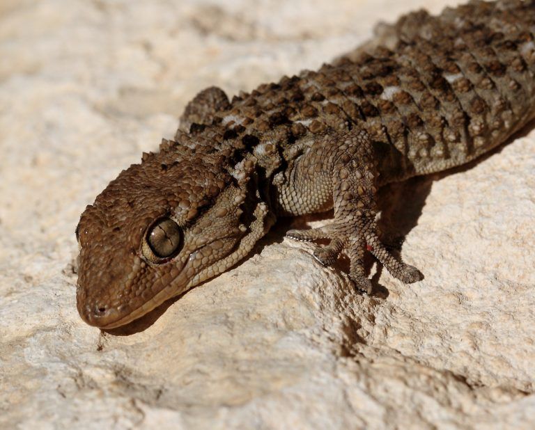 Fauna del Somontano: Salamanquesa común (Tarentola mauritanica)