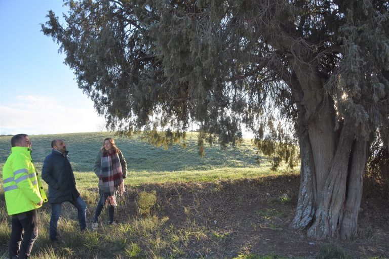 Primer árbol singular de Aragón en Barbastro: el Enebro-Litonero de Morcate