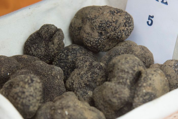La Diputación Provincial de Huesca otorga casi medio millón de euros en subvenciones para el cultivo de la trufa negra