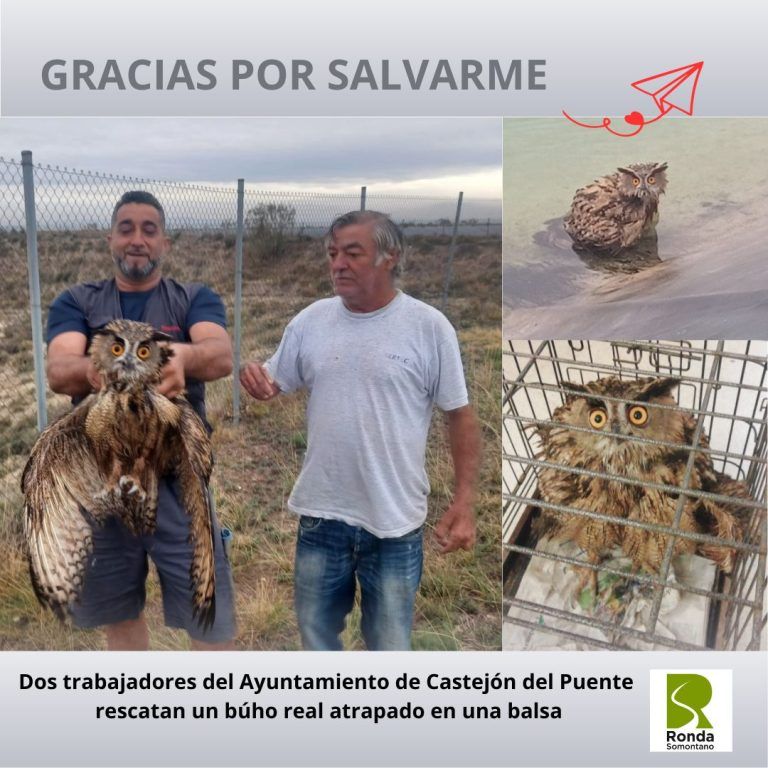 Rescatado Búho Real en Castejón del Puente