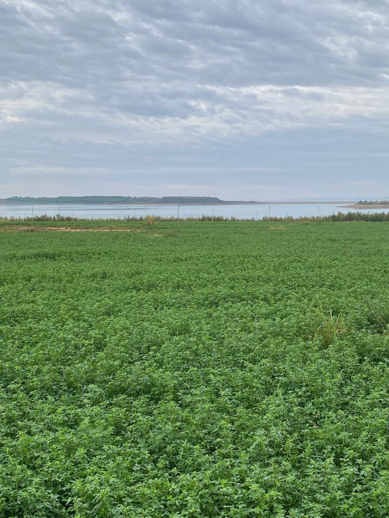 Nafosa cierra la campaña de Alfalfa 2022 con un aumento en primera calidad con respecto a 2021