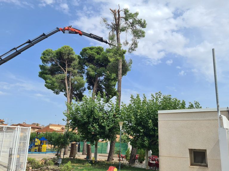 El Ayuntamiento de Binéfar tala cinco árboles del CDM El Segalar por seguridad para los ciudadanos