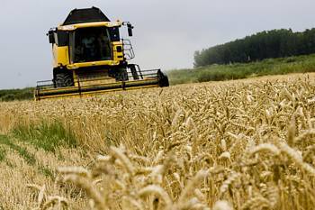 La superficie de cultivos herbáceos en Aragón en 2010 crece un ligero 2,8% respecto a la siembra de 2009