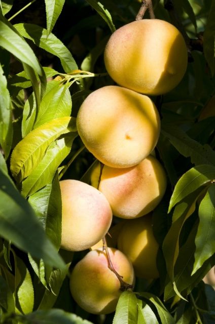 El Gobierno de Aragón pone en marcha una nueva convocatoria de ayudas para los agricultores que deseen acogerse a planes de reconversión de especies frutícolas
