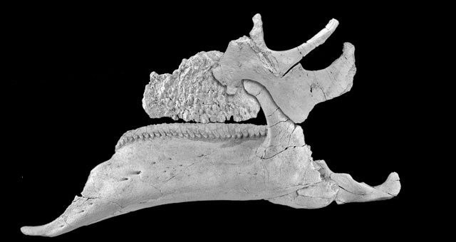 Miembros del grupo de investigación Aragosaurus, de la Universidad de Zaragoza, descubren en Arén una especie de dinosaurio, desconocida en Europa