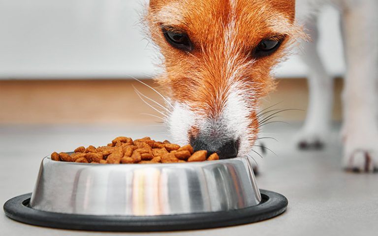 La elección correcta a la hora de alimentar a tu perro