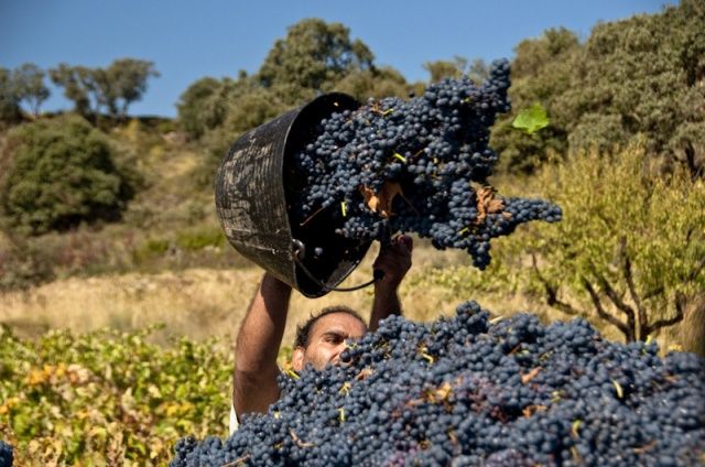 El Somontano inicia una vendimia prematura por el calor y la sequía