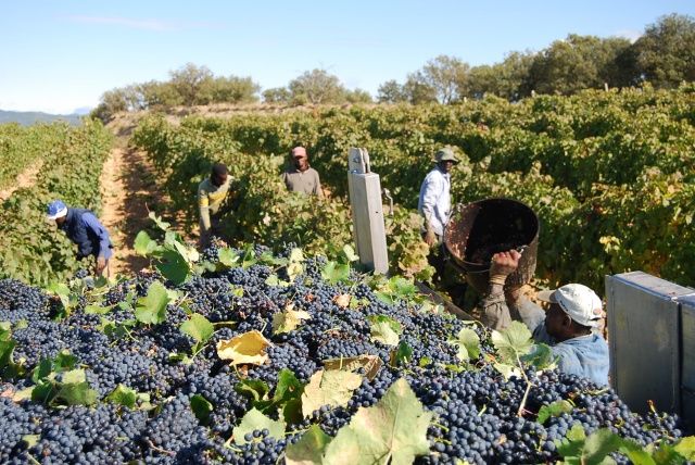 La D.O. Somontano espera recoger 20 millones de kilos de uva