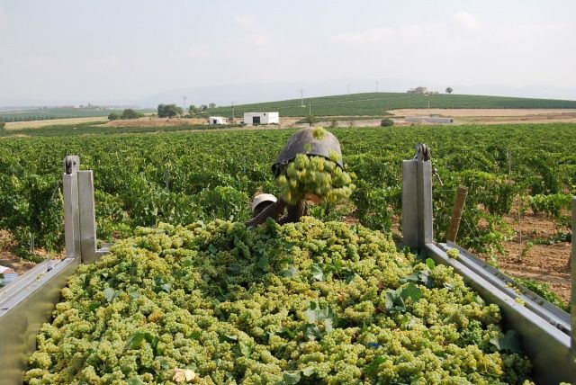 La cosecha de la Denominación de Origen Somontano rondará este año los 20 millones de kilogramos de uva