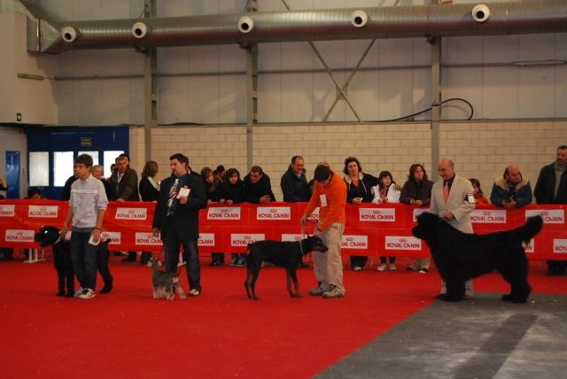 El 9 de mayo, en la Nave de la Azucarera, I Concurso Canino de Belleza “Ciudad de Monzón” Concurso Canino de Belleza Monzón