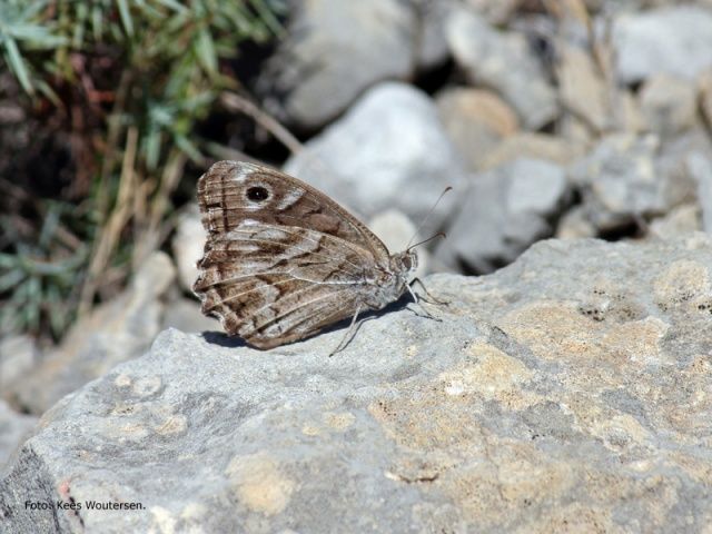 ¡¡Nueva sección!! Fauna aragonesa: «El festón blanco, mariposa de otoño»