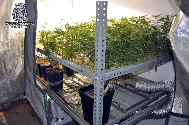 Agentes de la Guardia Civil de los Puestos de Angües y Sariñena localizan una plantación de marihuana en término municipal de Labata