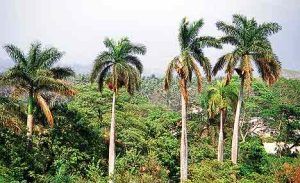 Palmeras en Escuintla.