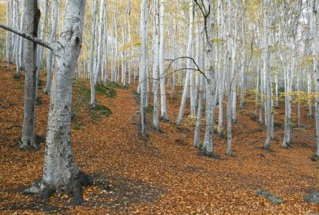 Avances en el Decreto que designa Zonas de Especial Conservación y aprobación de los planes de gestión de los espacios de la Red Natura 2000 en el Área Pirenáica