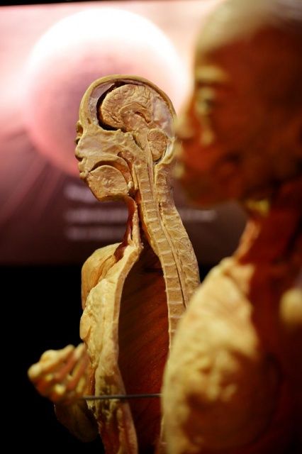 La exposición Human Bodies abre este fin de semana sus puertas en Zaragoza