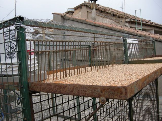 Barbastro declara la guerra a las palomas barbastro palomas