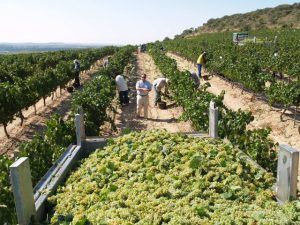 La uva chardonnay la primera en ser recogida. Foto JLP.