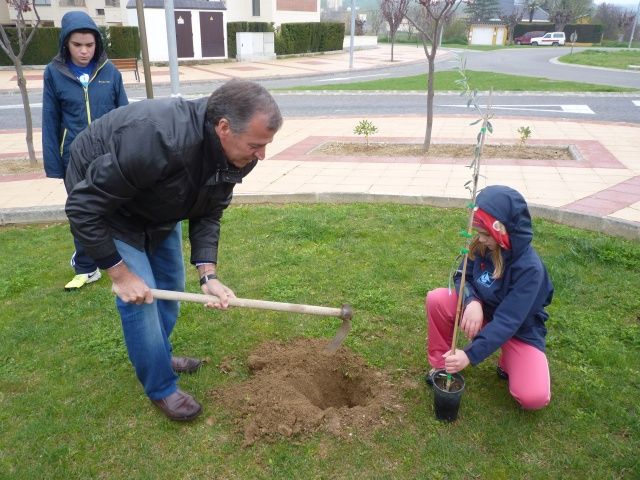 Barbastro cuenta con un jardín con 45 variedades de olivo españolas Barbastro jardín olivos