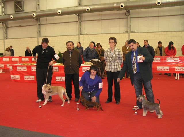 II Concurso canino “Ciudad de Barbastro” este domingo