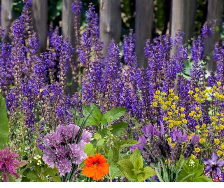 Plantas aromática y medicinales: oportunidad de negocio en Binéfar