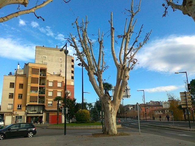 Ecologistas en Acción reprueba la poda realizada a los plataneros de la Plaza Aragón -Conservatorio de Monzón