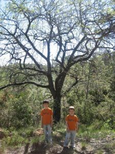 Monumental cerollera localizada por Héctor Olivar, ganadora del concurso. Primer premio del concurso.