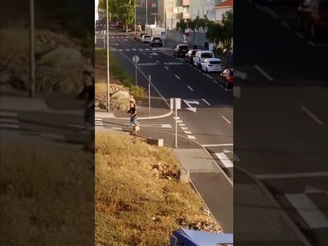 Según comunica PACMA la Policía Nacional abate a tiros a tres perros durante una detención