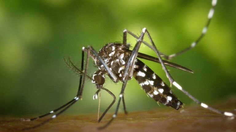 mosquitos