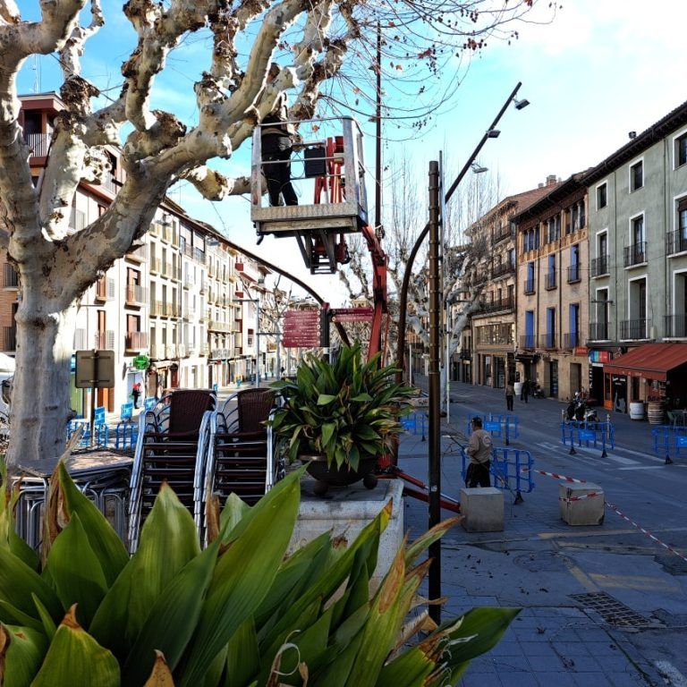 Comienza la poda del arbolado urbano en Barbastro Comienza la poda del arbolado urbano en Barbastro