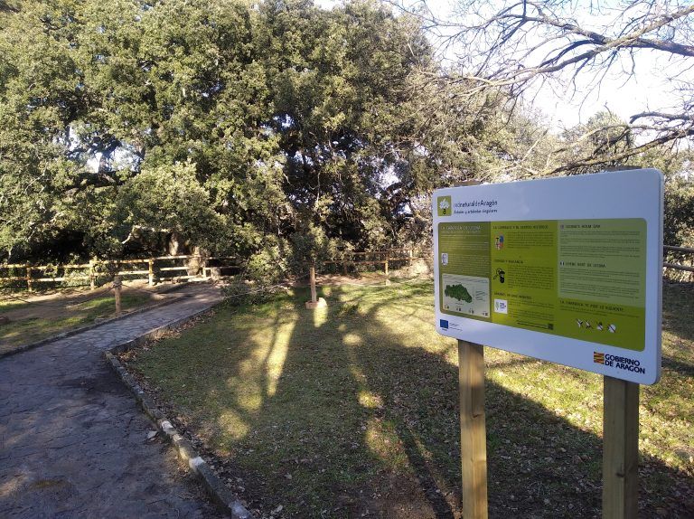 La Carrasca de Lecina cumple 3 años como mejor árbol de Europa La Carrasca de Lecina