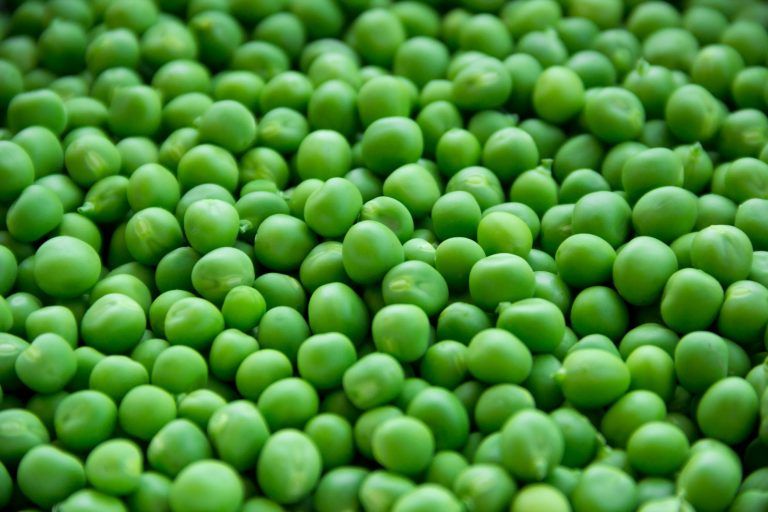 Todo lo que necesitas saber sobre la proteína vegetal proteína vegetal
