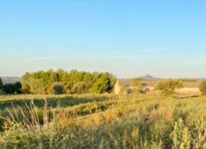 Pinar de San Ramón.